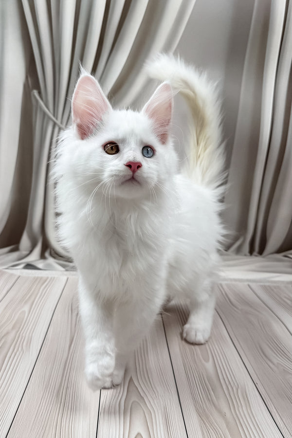 Dreams | Maine Coon Kitten