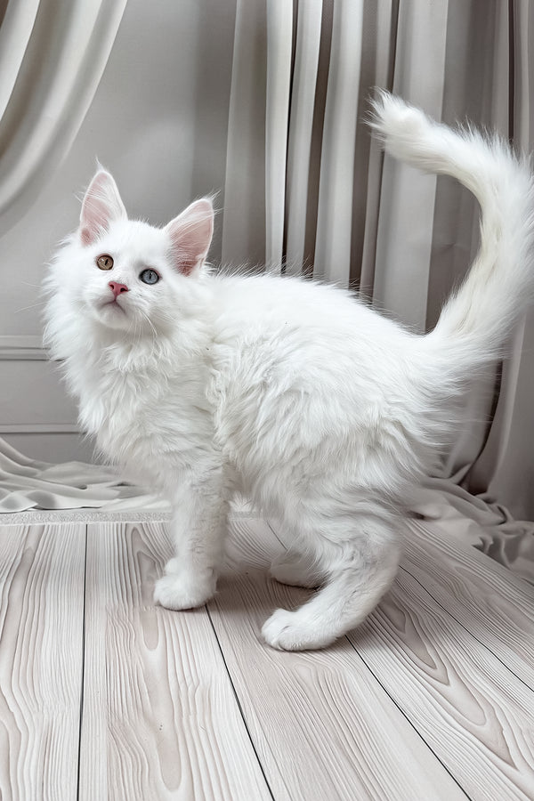 Dreams | Maine Coon Kitten