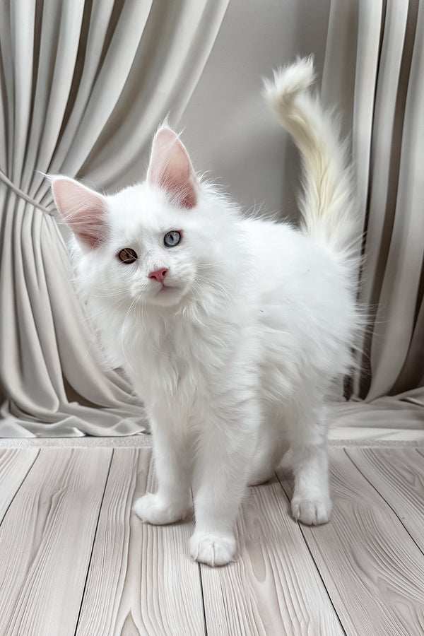 Dreams | Maine Coon Kitten