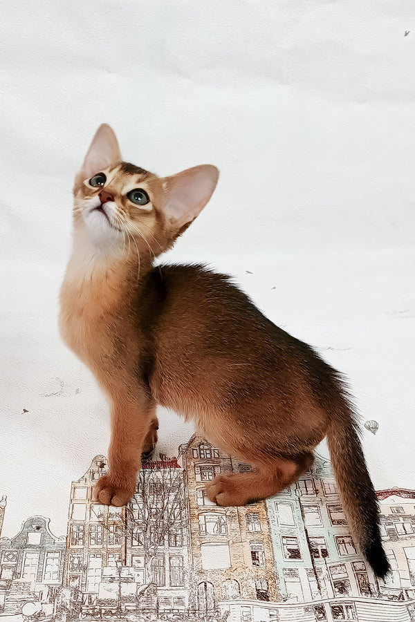 Daphne | Abyssinian Kitten