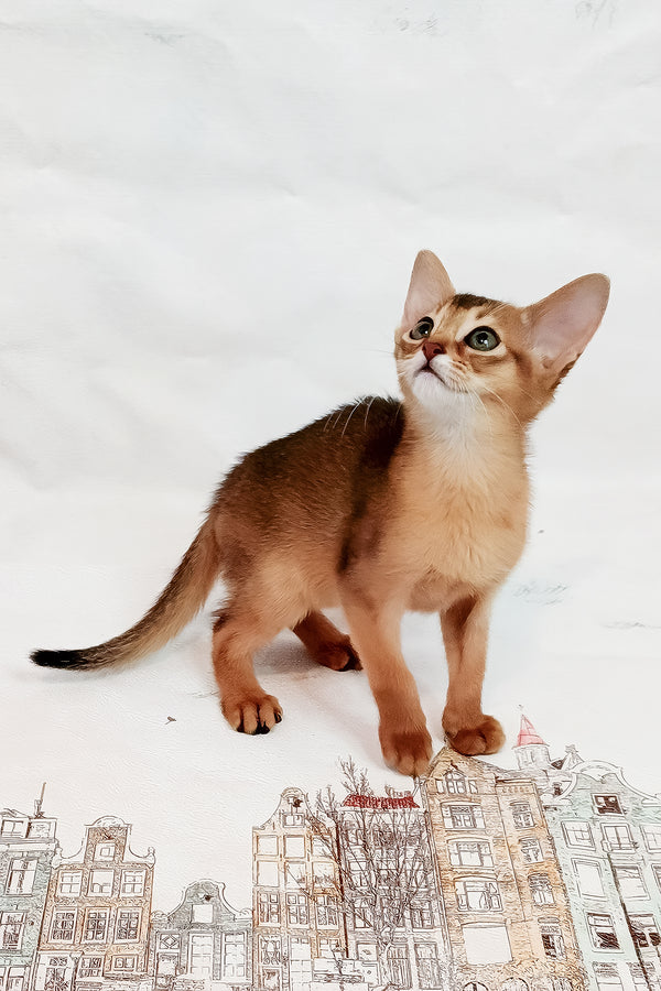 Daphne | Abyssinian Kitten