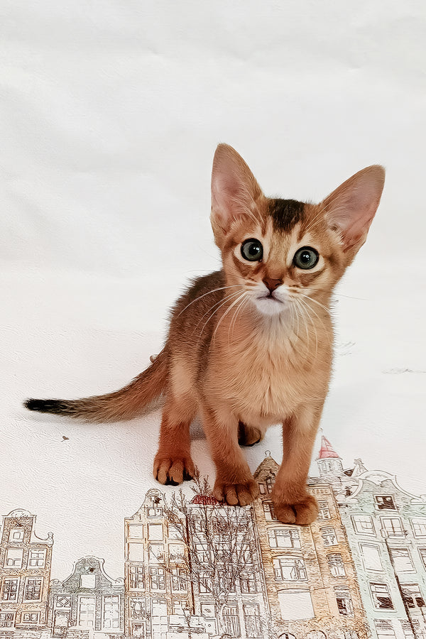 Daphne | Abyssinian Kitten