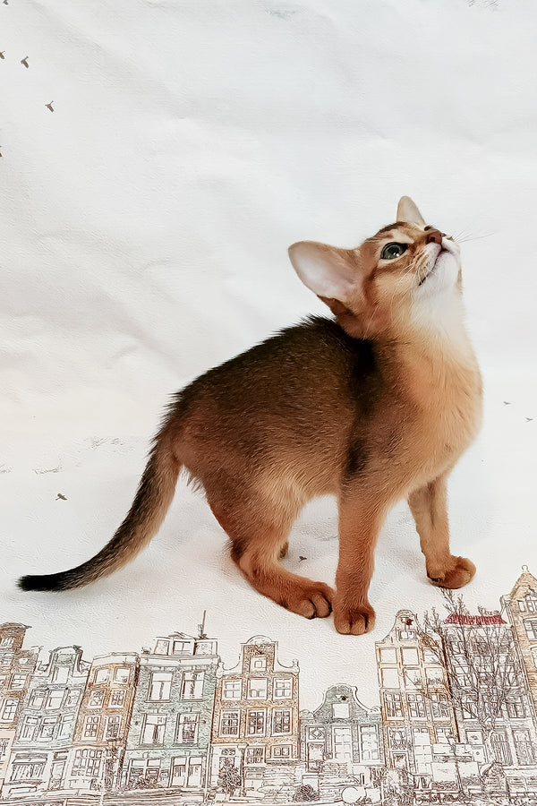 Daphne | Abyssinian Kitten