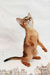 Daphne | Abyssinian Kitten
