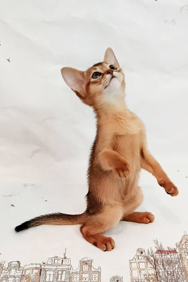 Daphne | Abyssinian Kitten