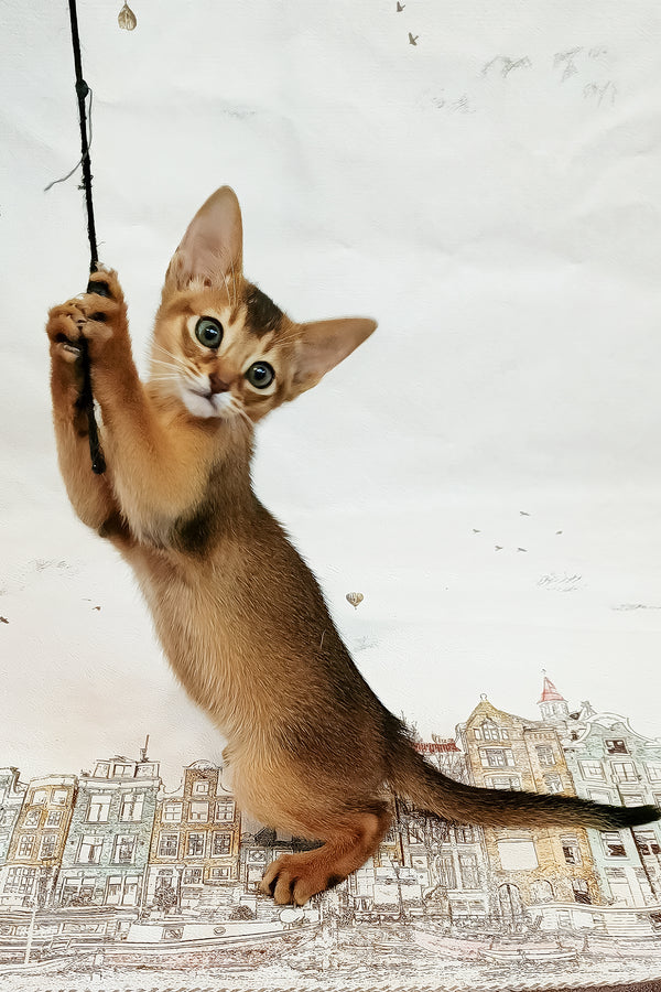Daphne | Abyssinian Kitten