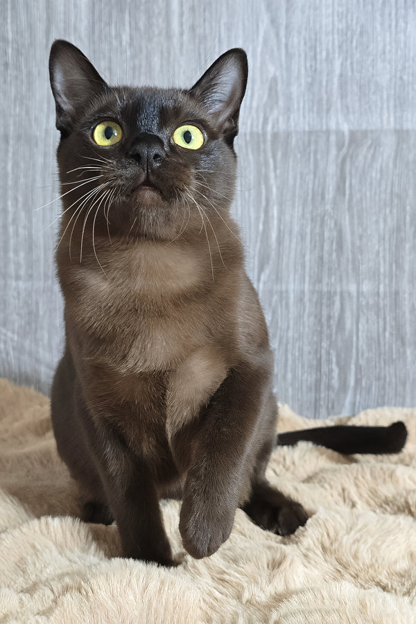 Odysseus | Burmese Kitten