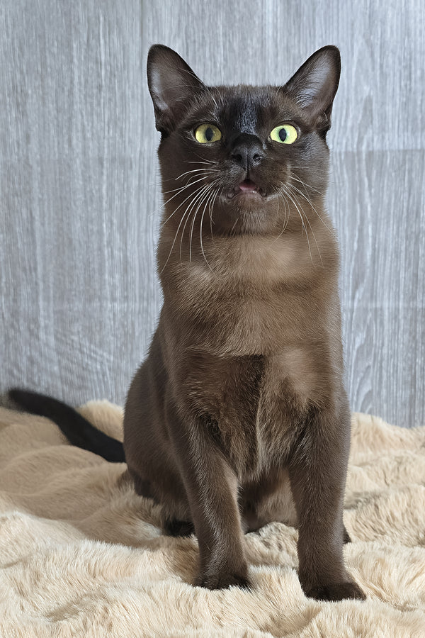 Odysseus | Burmese Kitten