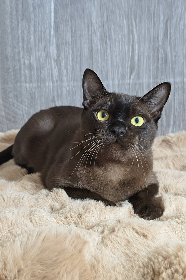 Odysseus | Burmese Kitten