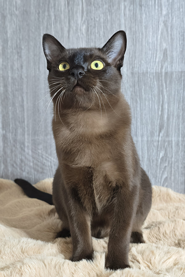 Odysseus | Burmese Kitten