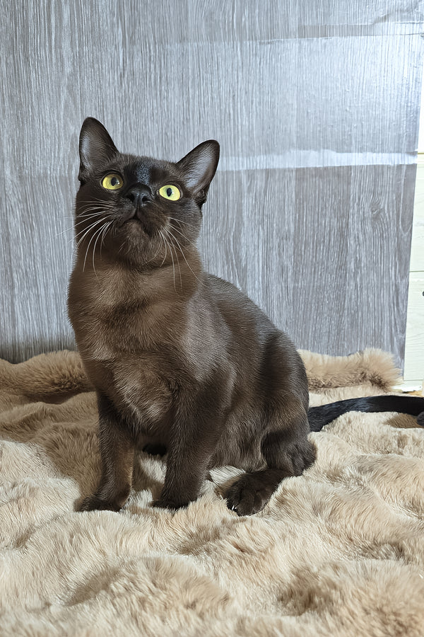 Odysseus | Burmese Kitten