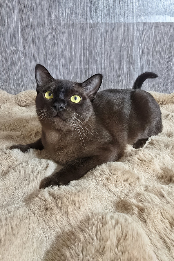 Odysseus | Burmese Kitten