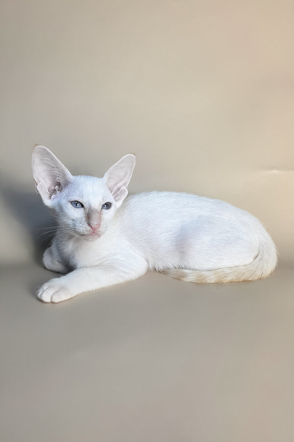 Eclair | Oriental Shorthair Kitten