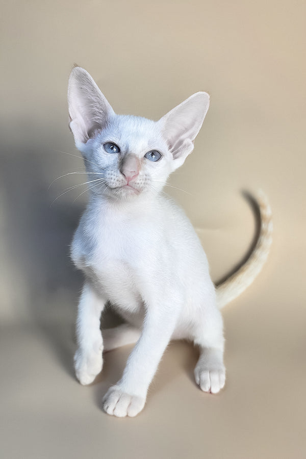 Eclair | Oriental Shorthair Kitten