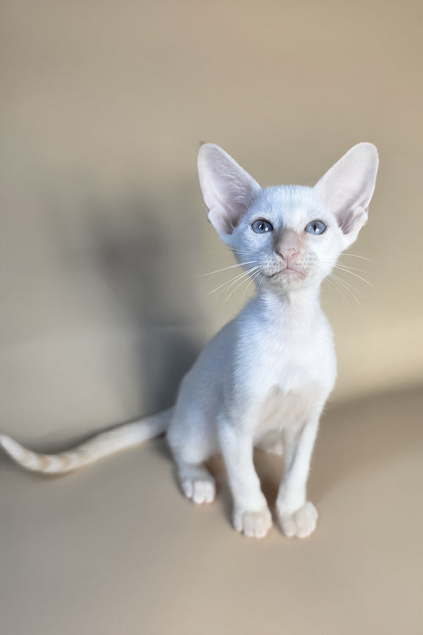 Eclair | Oriental Shorthair Kitten