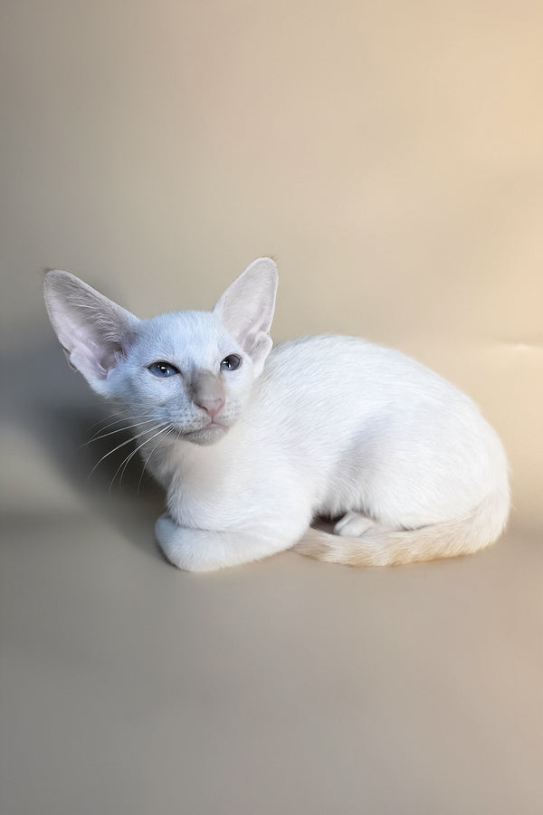 Eclair | Oriental Shorthair Kitten