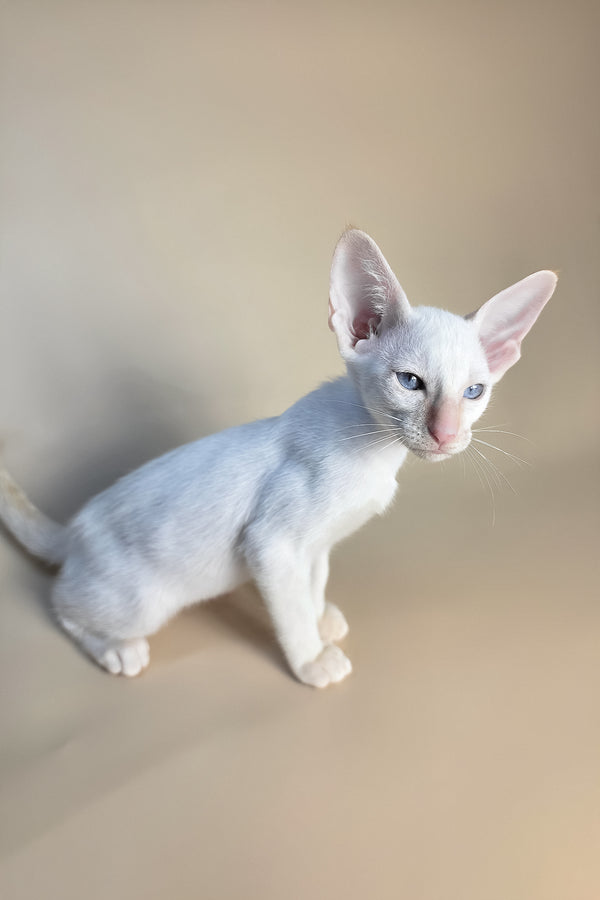 Eclair | Oriental Shorthair Kitten
