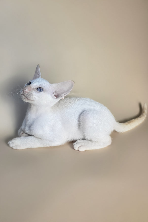 Eclair | Oriental Shorthair Kitten