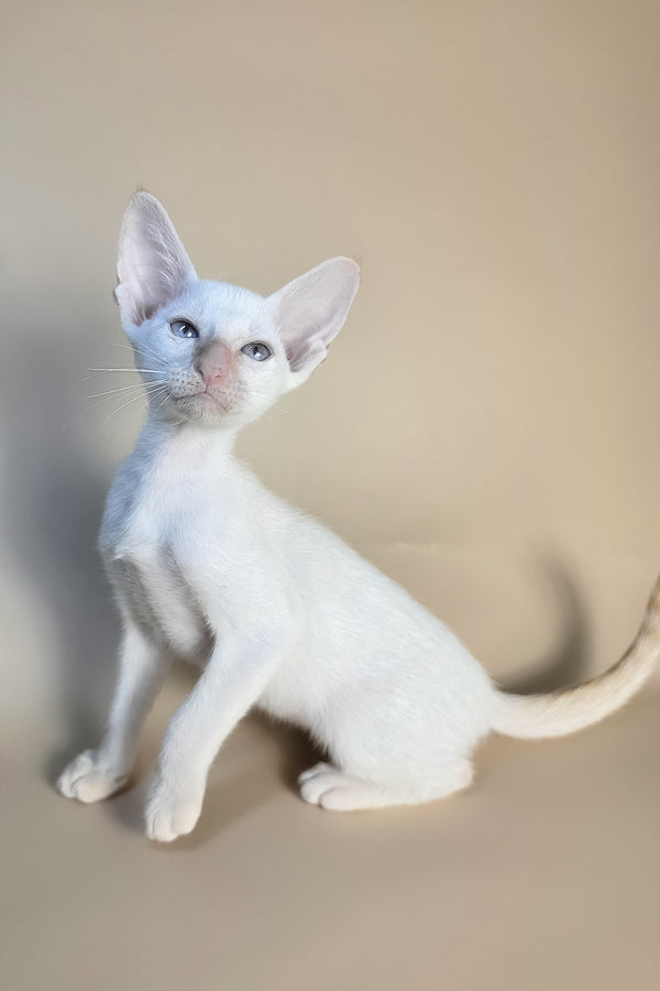 Eclair | Oriental Shorthair Kitten