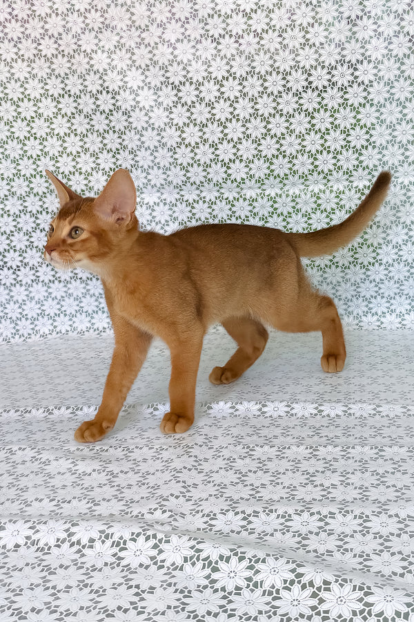 Electra | Abyssinian Kitten
