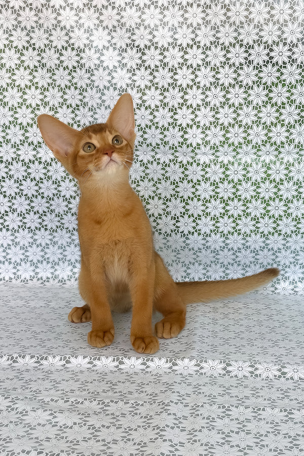 Electra | Abyssinian Kitten