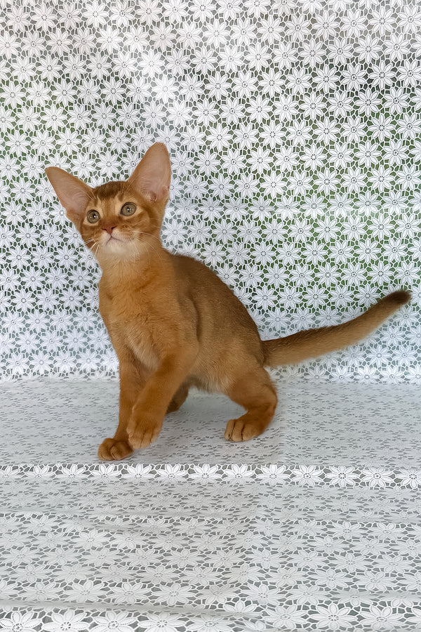 Electra | Abyssinian Kitten