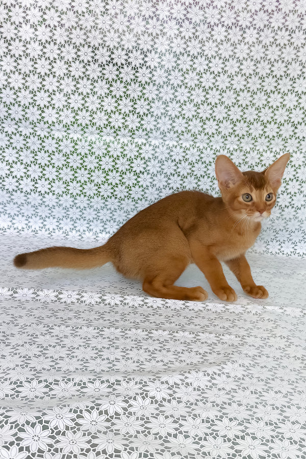 Electra | Abyssinian Kitten