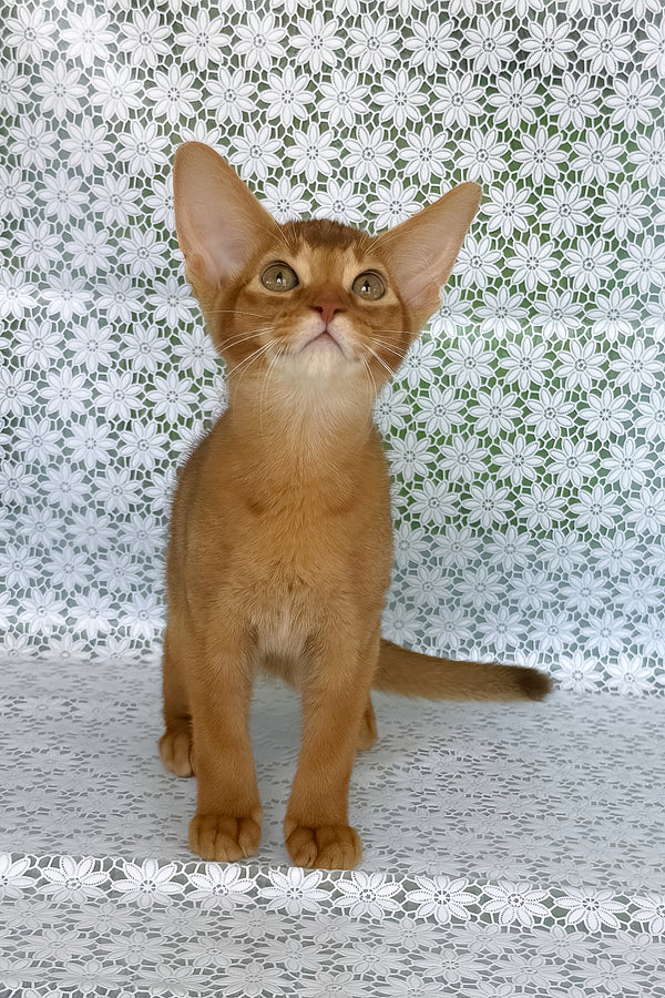 Electra | Abyssinian Kitten