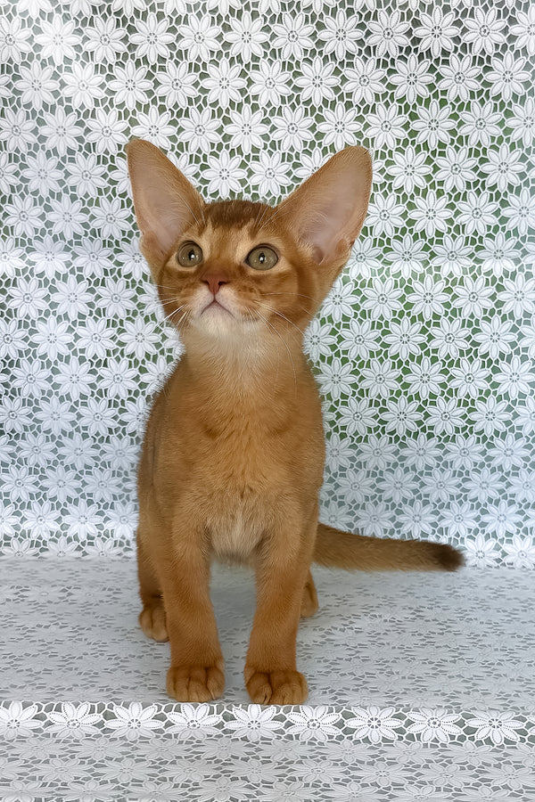 Electra | Abyssinian Kitten