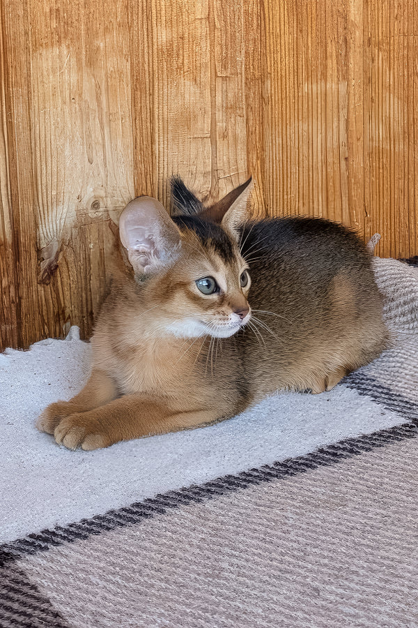 Eloise | Abyssinian Kitten