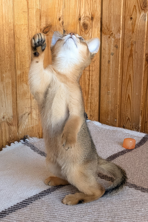 Eloise | Abyssinian Kitten