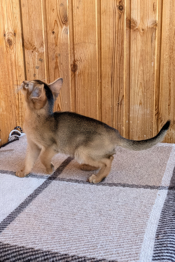 Eloise | Abyssinian Kitten