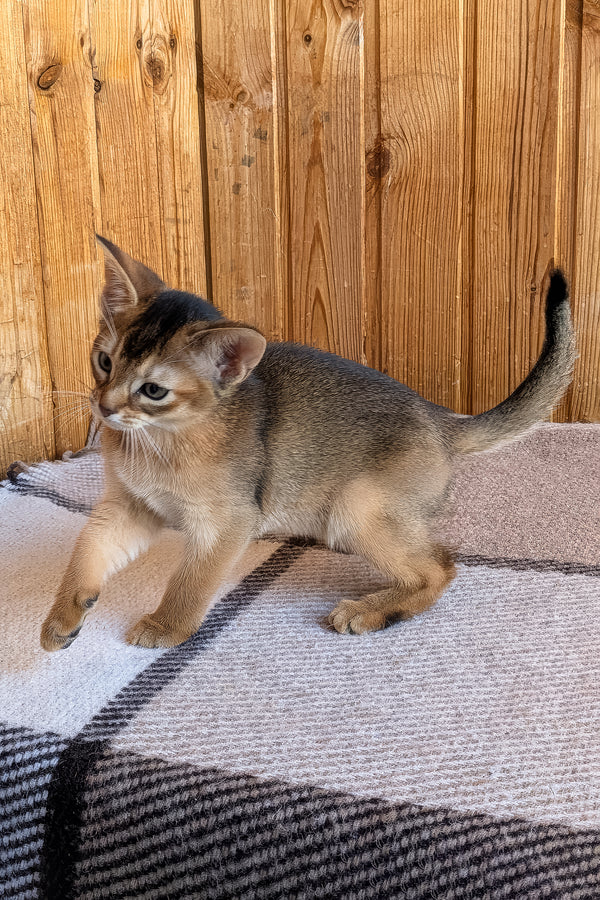 Eloise | Abyssinian Kitten