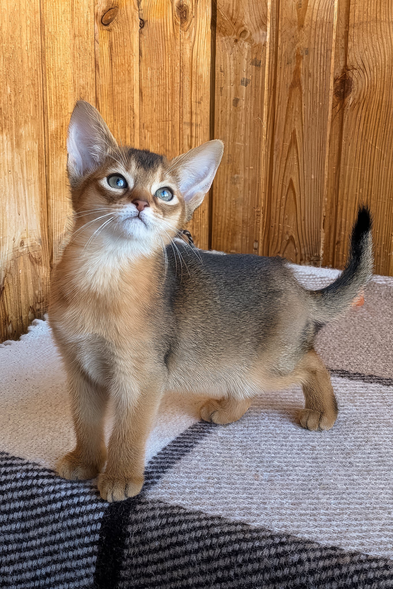 Eloise Abyssinian Kitten Ruddy Coat Green Eyes