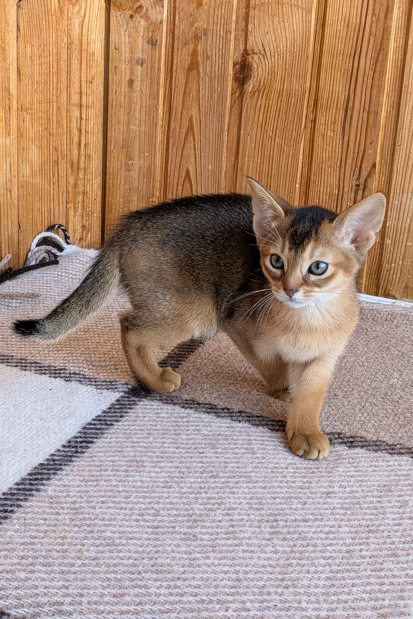 Eloise | Abyssinian Kitten