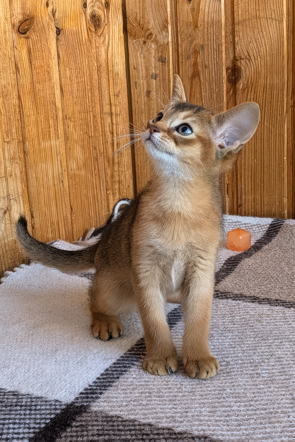 Eloise | Abyssinian Kitten