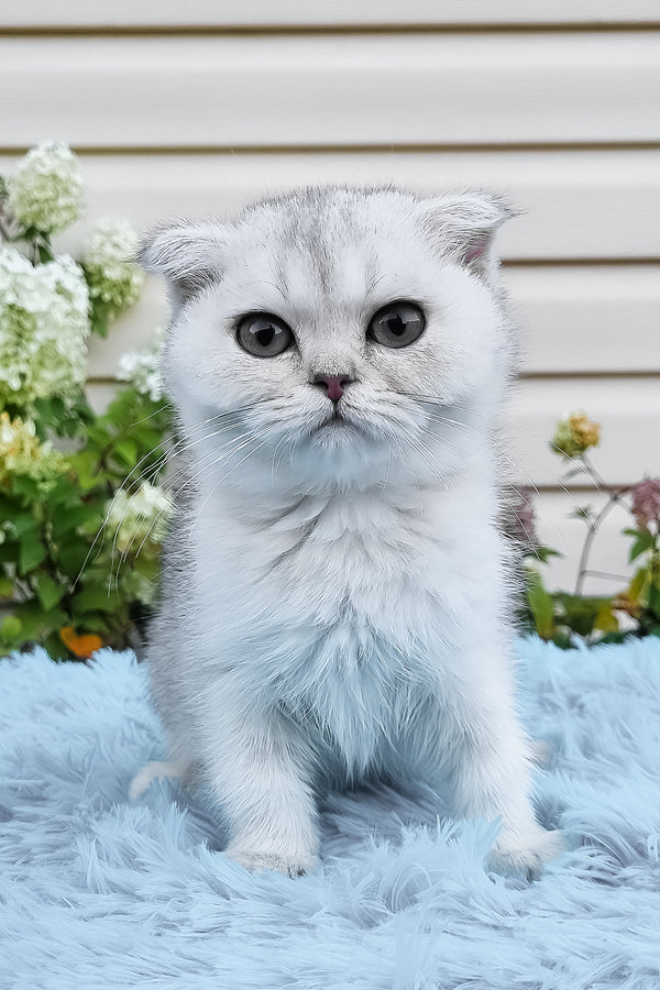 Elsa | Scottish Fold Kitten