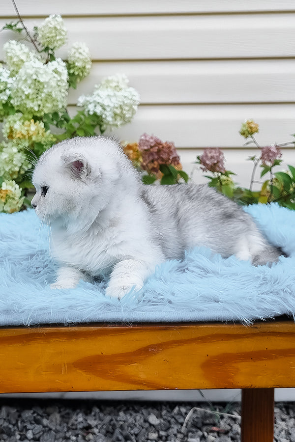 Elsa | Scottish Fold Kitten