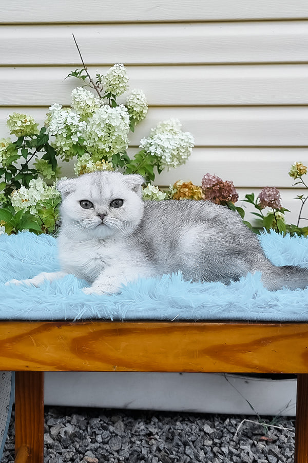 Elsa | Scottish Fold Kitten