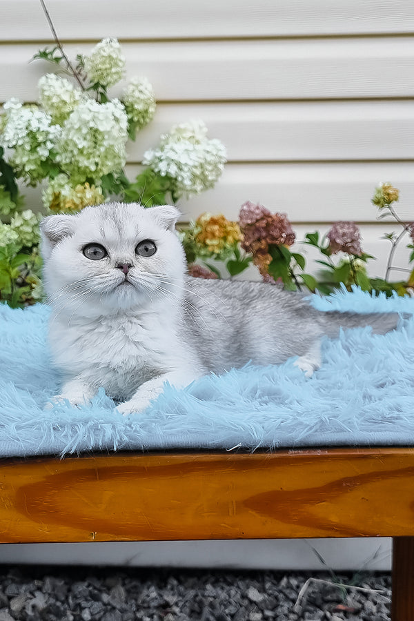 Elsa | Scottish Fold Kitten