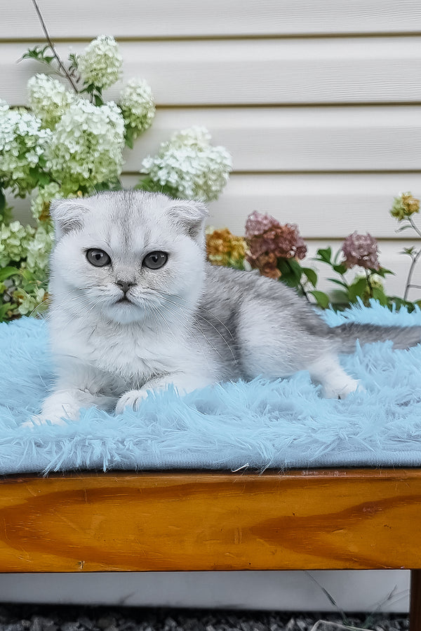 Elsa | Scottish Fold Kitten