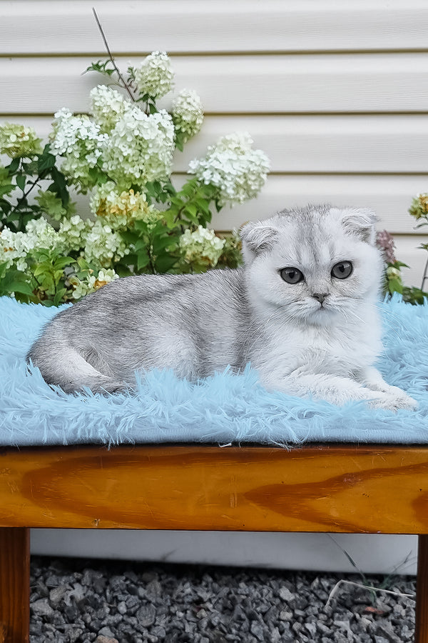 Elsa | Scottish Fold Kitten
