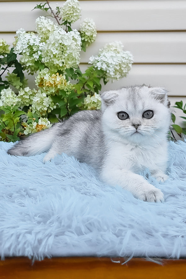 Elsa | Scottish Fold Kitten