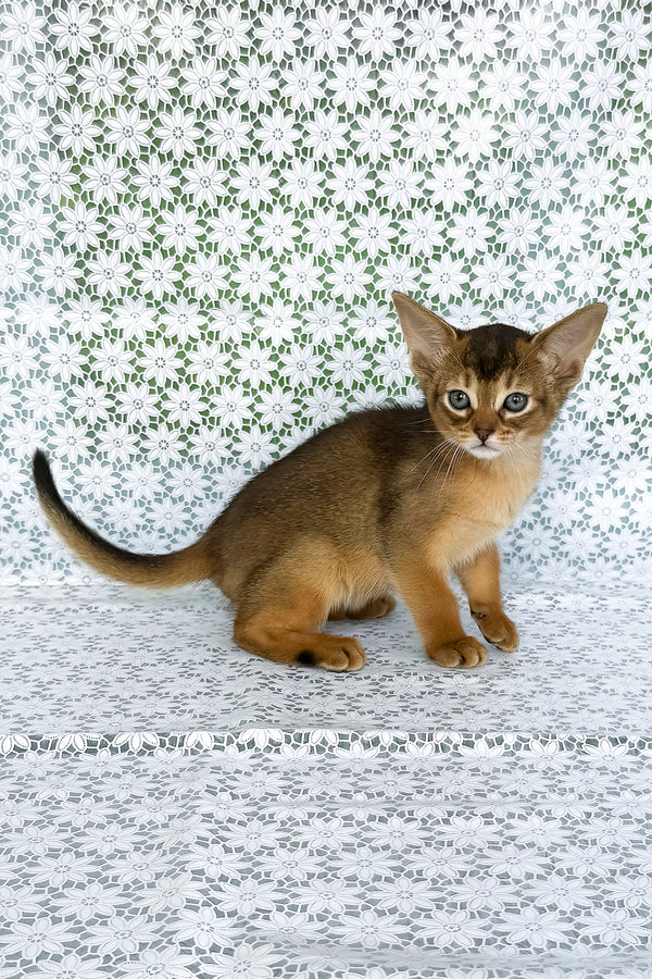 Elsie | Abyssinian Kitten