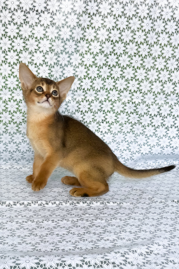 Elsie | Abyssinian Kitten