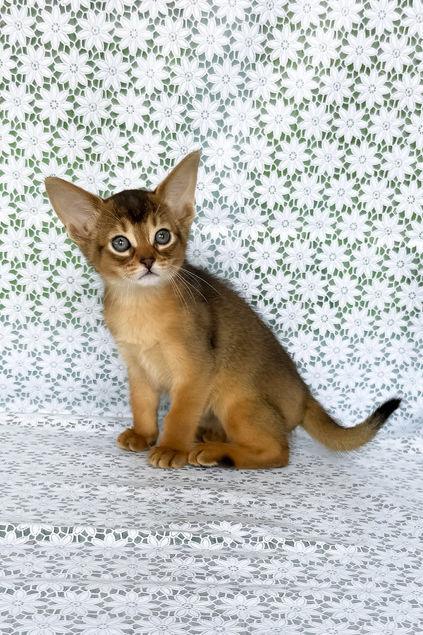 Elsie | Abyssinian Kitten