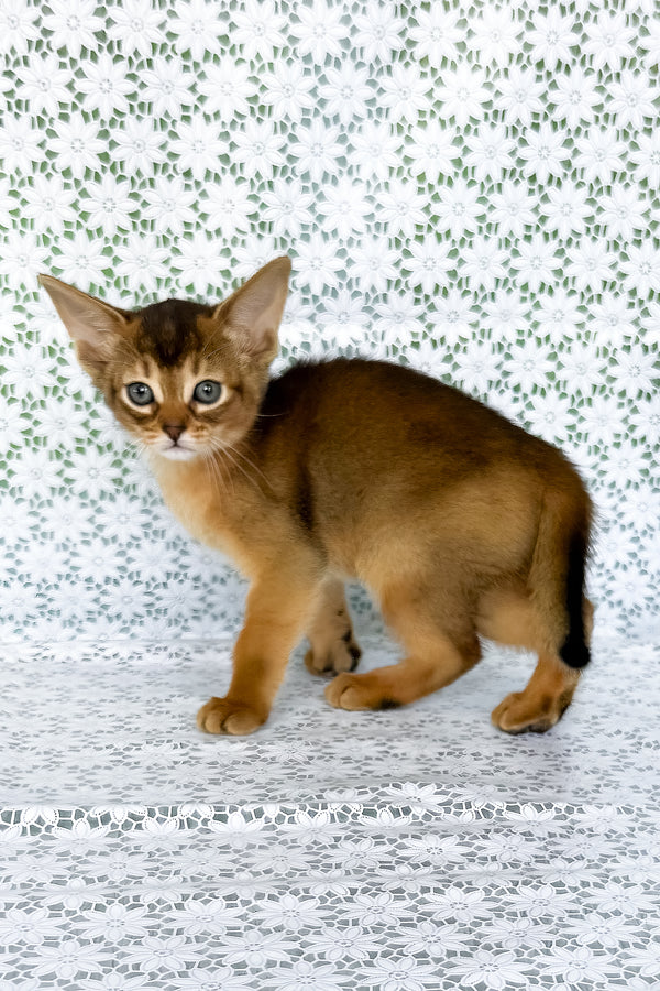Elsie | Abyssinian Kitten