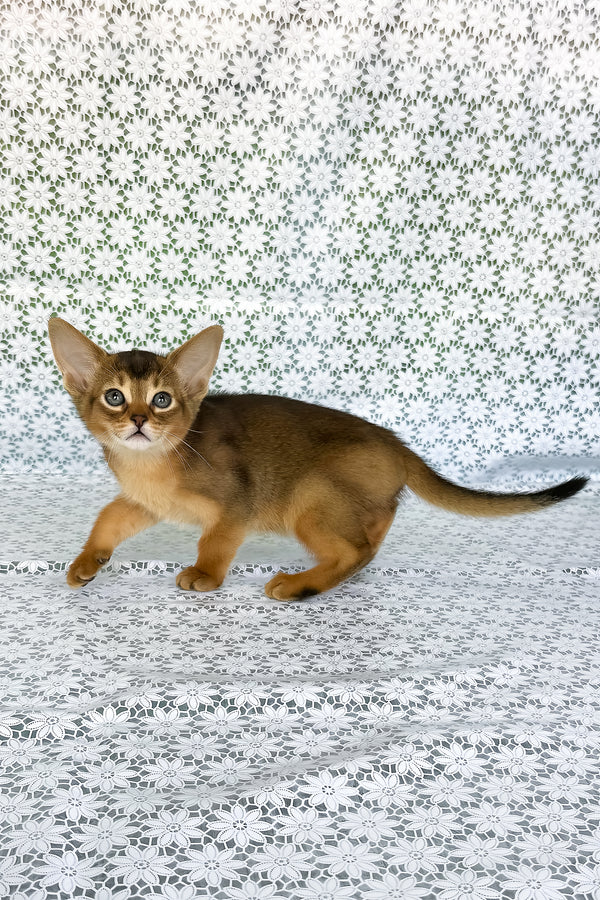Elsie | Abyssinian Kitten