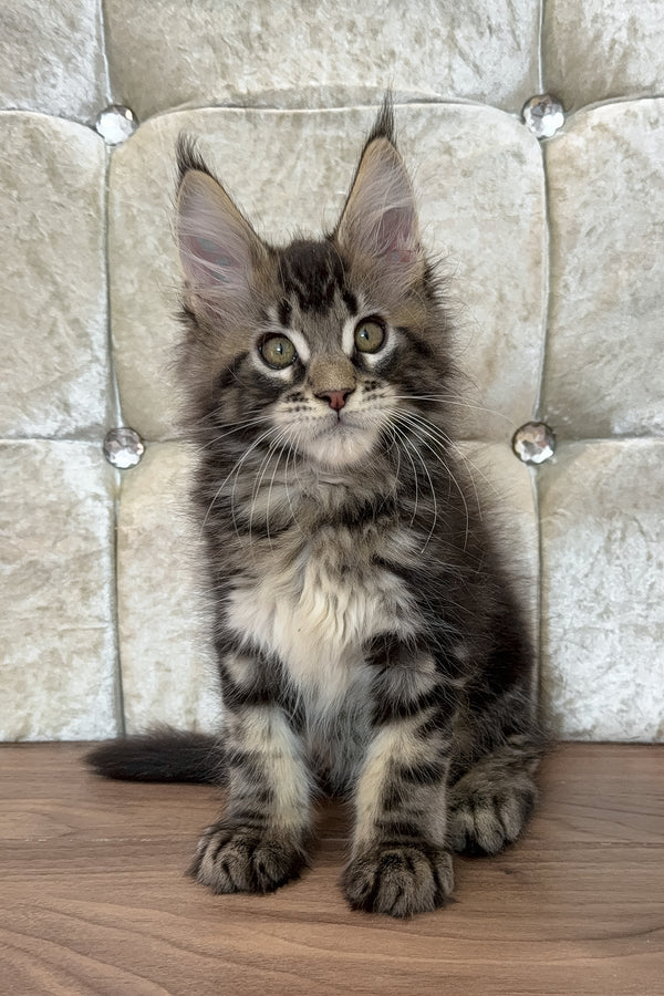 Eney | Maine Coon Kitten