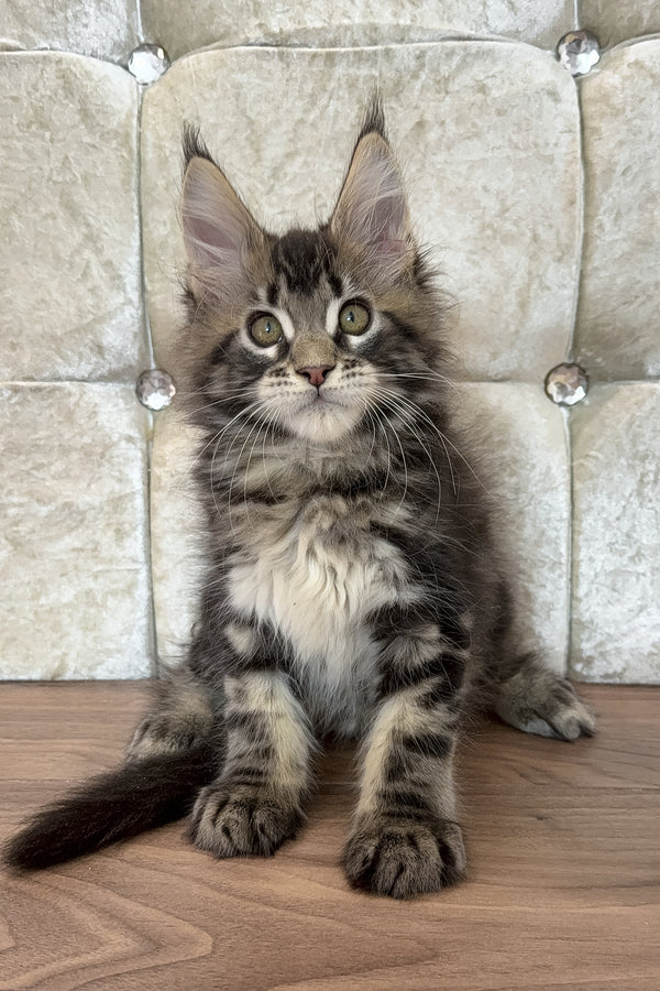 Eney | Maine Coon Kitten
